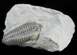 Flexicalymene Trilobite - Ohio #57836-2
